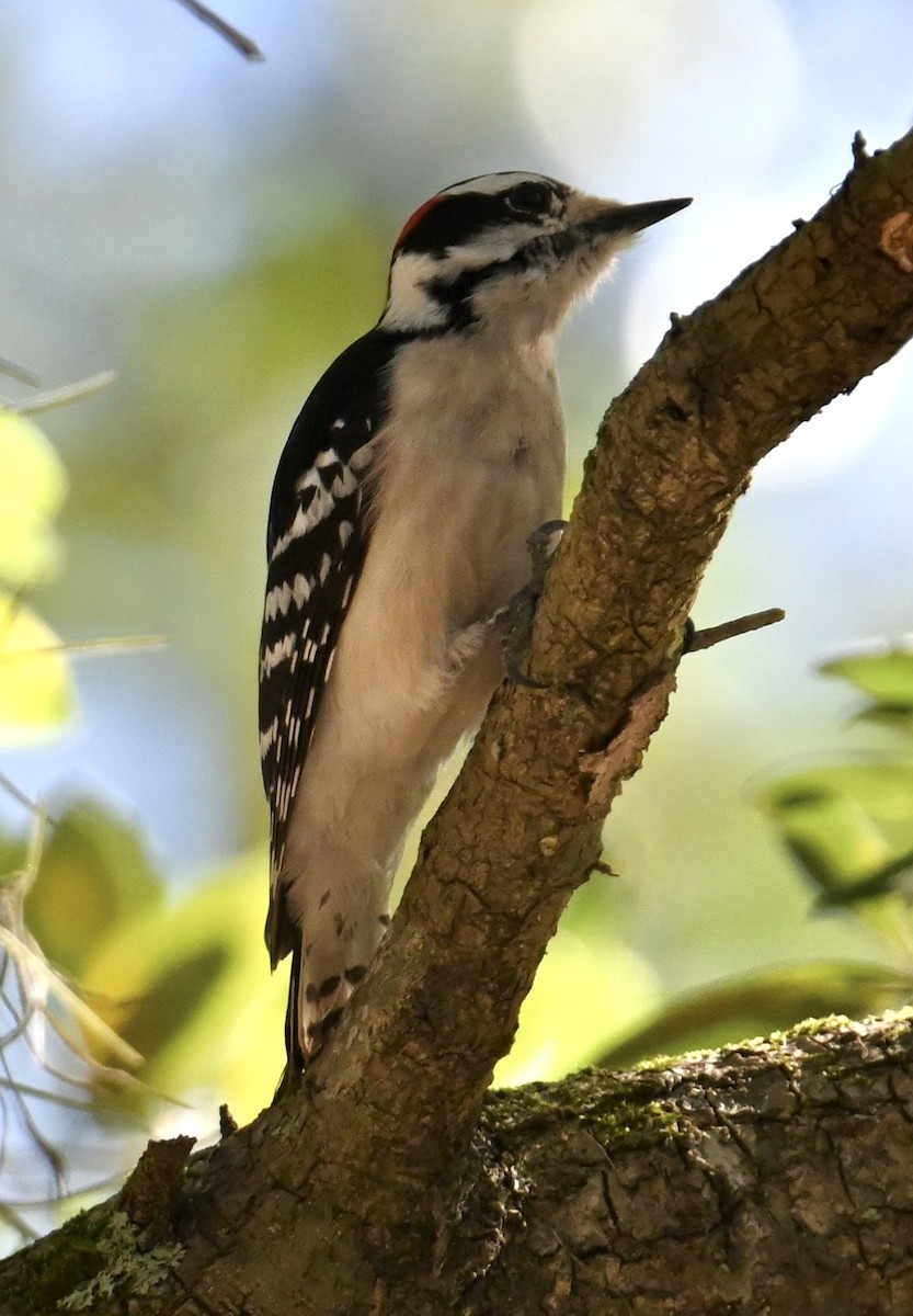 Downy Woodpecker - lori herfurth
