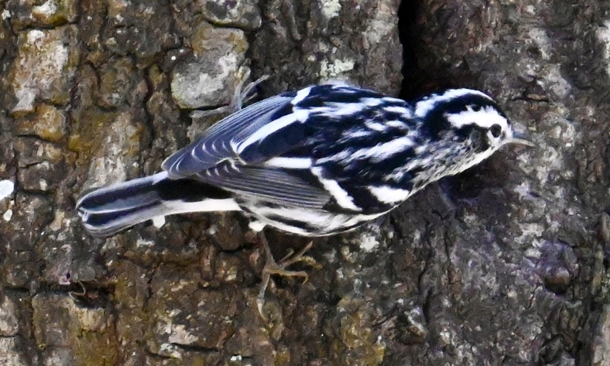 Black-and-white Warbler - lori herfurth