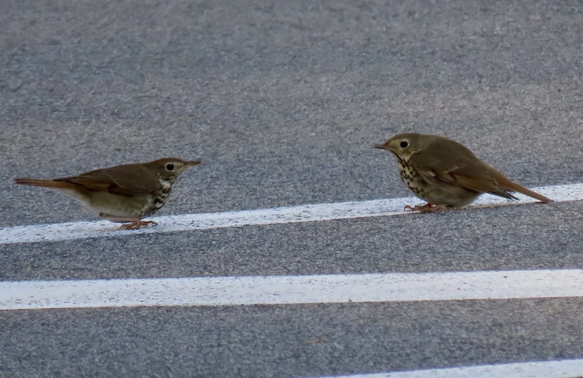 Hermit Thrush - ML614502058