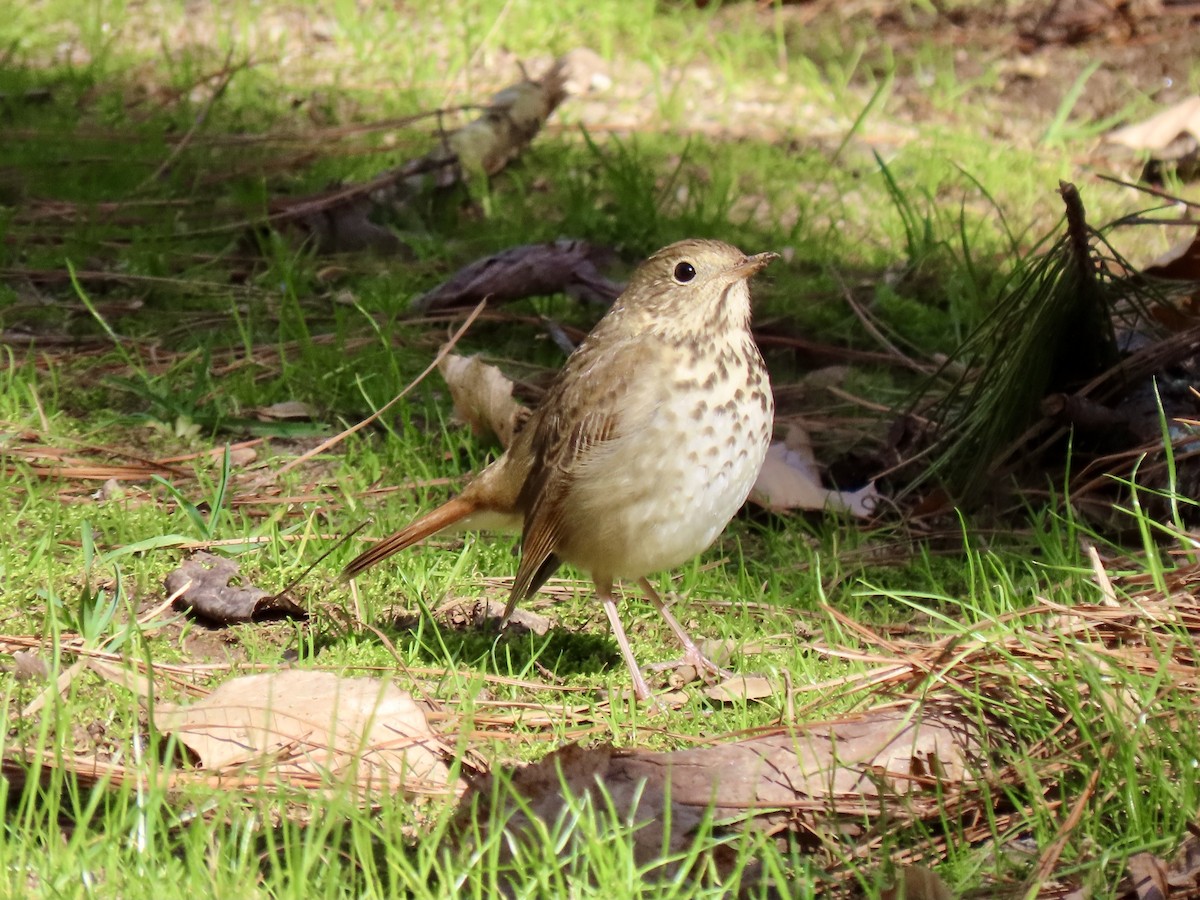 Hermit Thrush - ML614502060