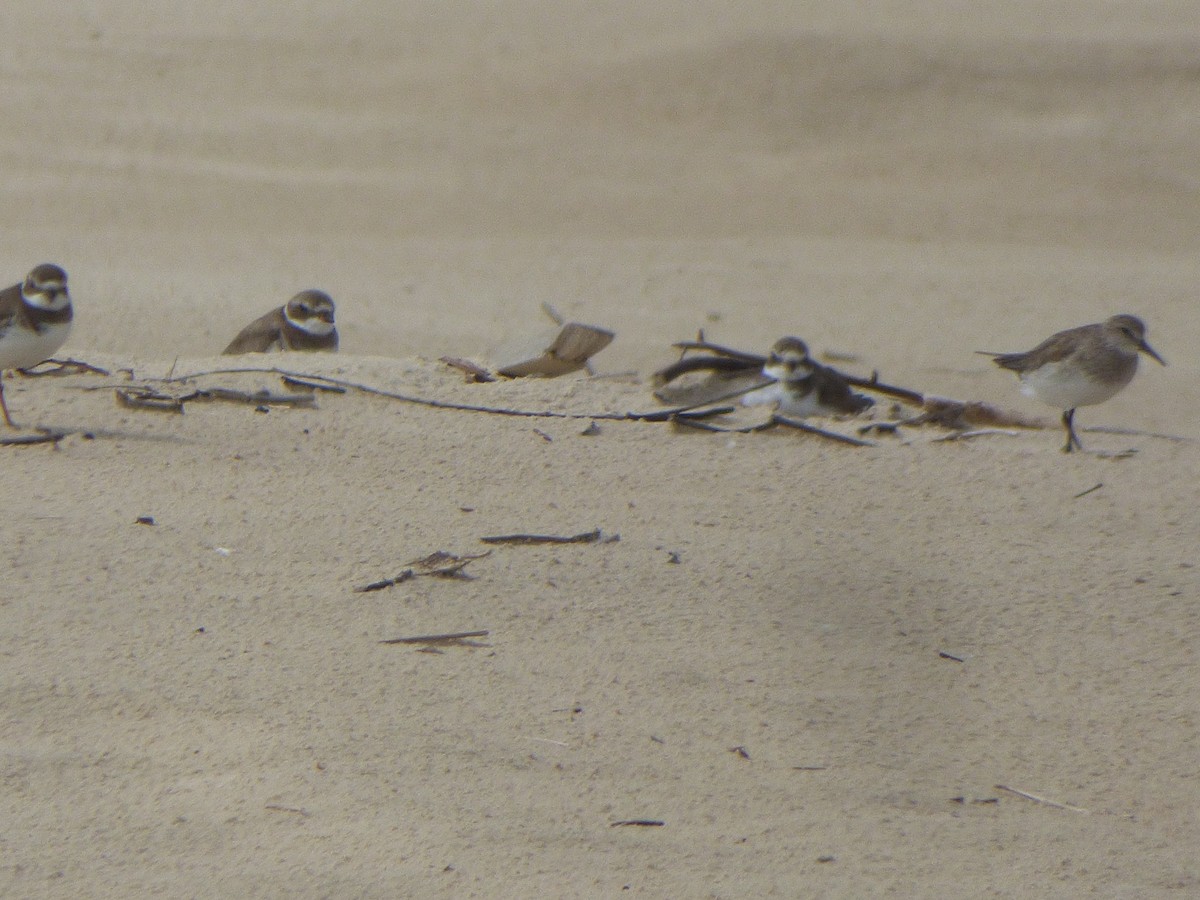 Semipalmated Plover - ML614502072