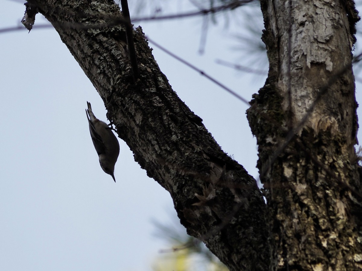 White-breasted Nuthatch - ML614502086