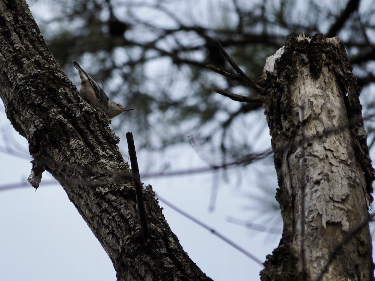 White-breasted Nuthatch - ML614502087