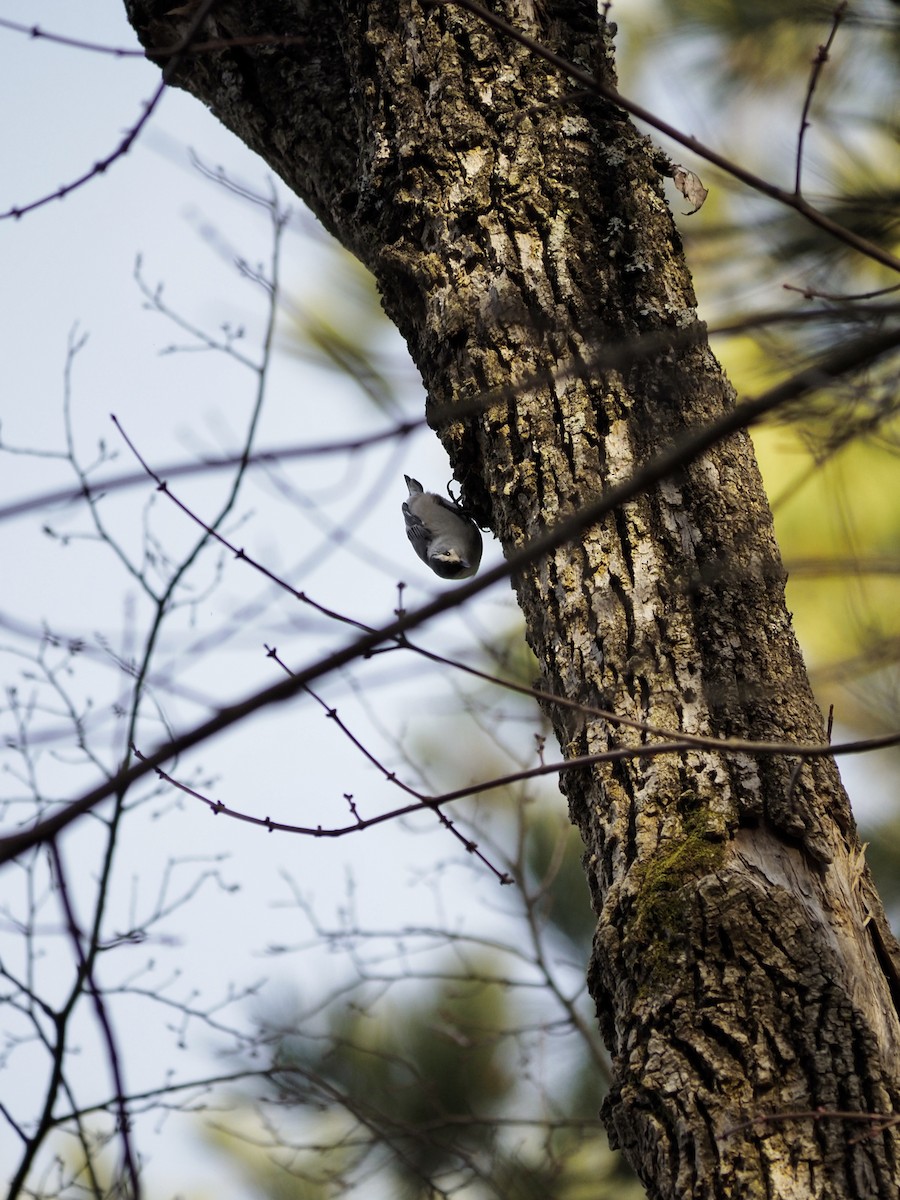 White-breasted Nuthatch - ML614502088