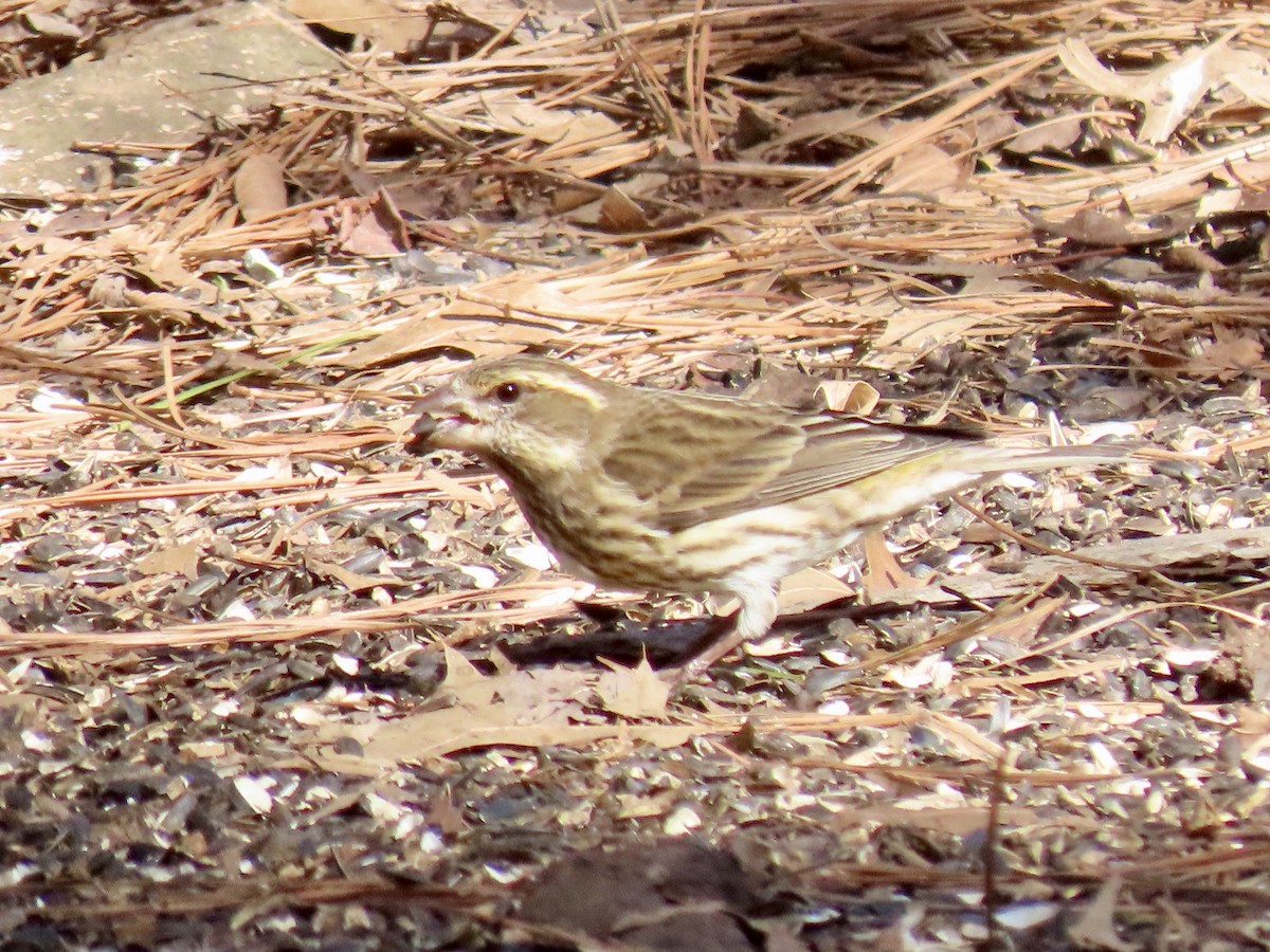 Purple Finch - ML614502104