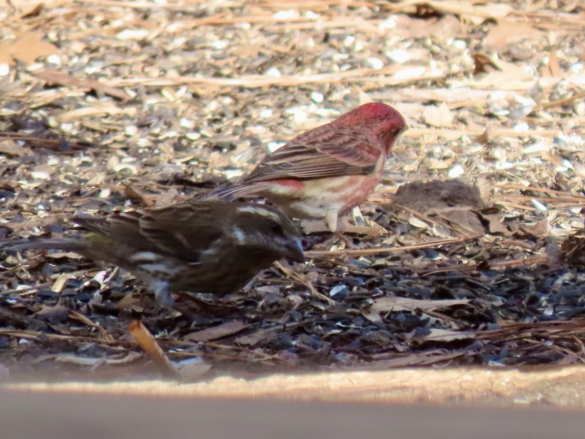 Purple Finch - Claire Sullivan