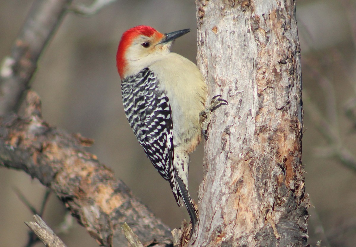 Red-bellied Woodpecker - ML614502140