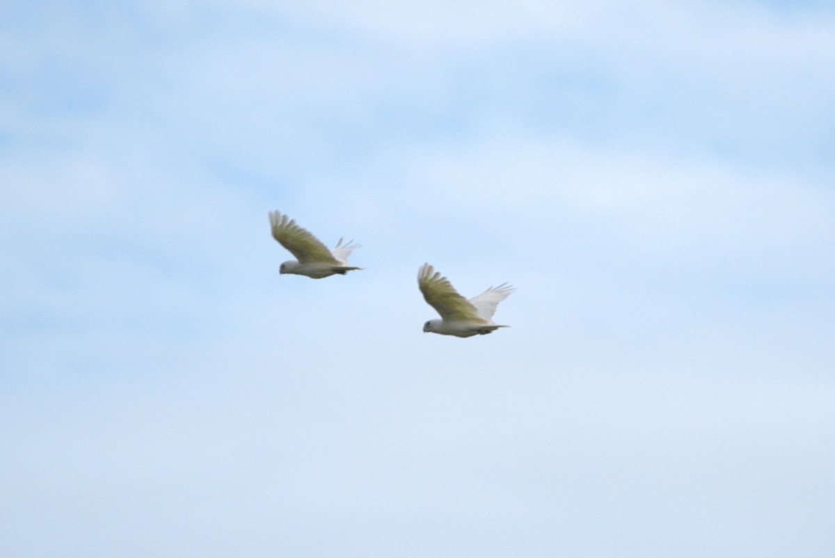 Little Corella - ML614502141