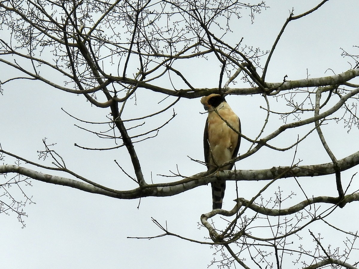 Laughing Falcon - ML614502154