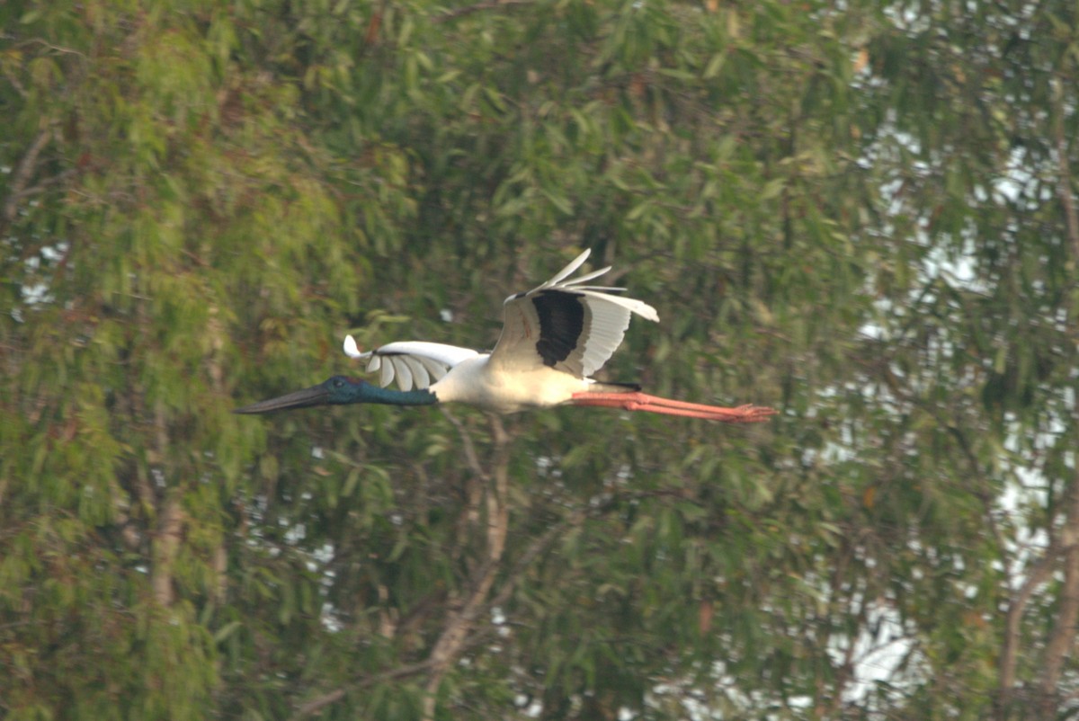 Black-necked Stork - Daniel Traub