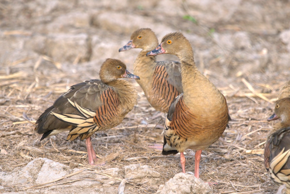 Plumed Whistling-Duck - ML614502184