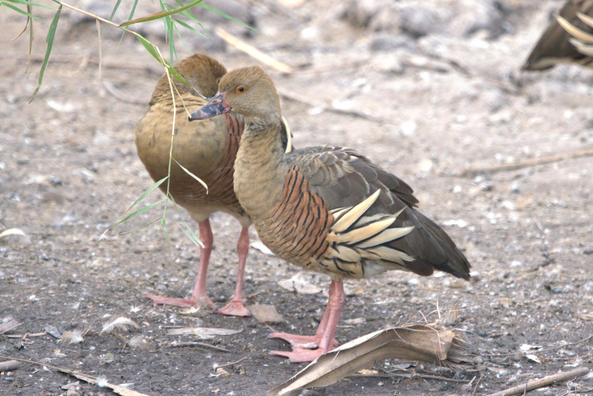 Plumed Whistling-Duck - ML614502186