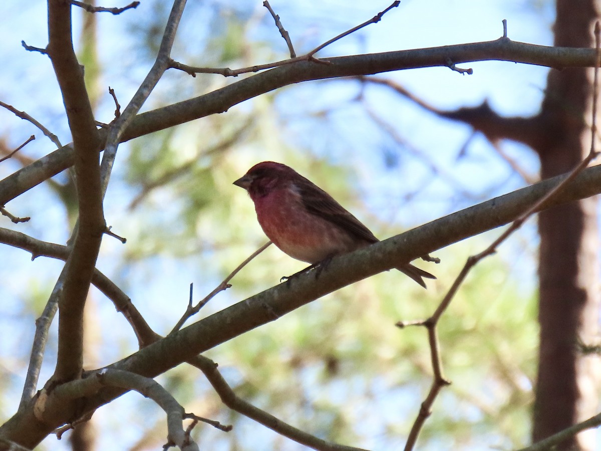 Purple Finch - ML614502212