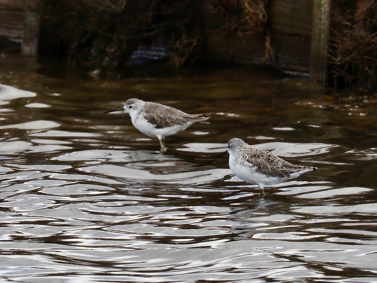 Marsh Sandpiper - David Boyle