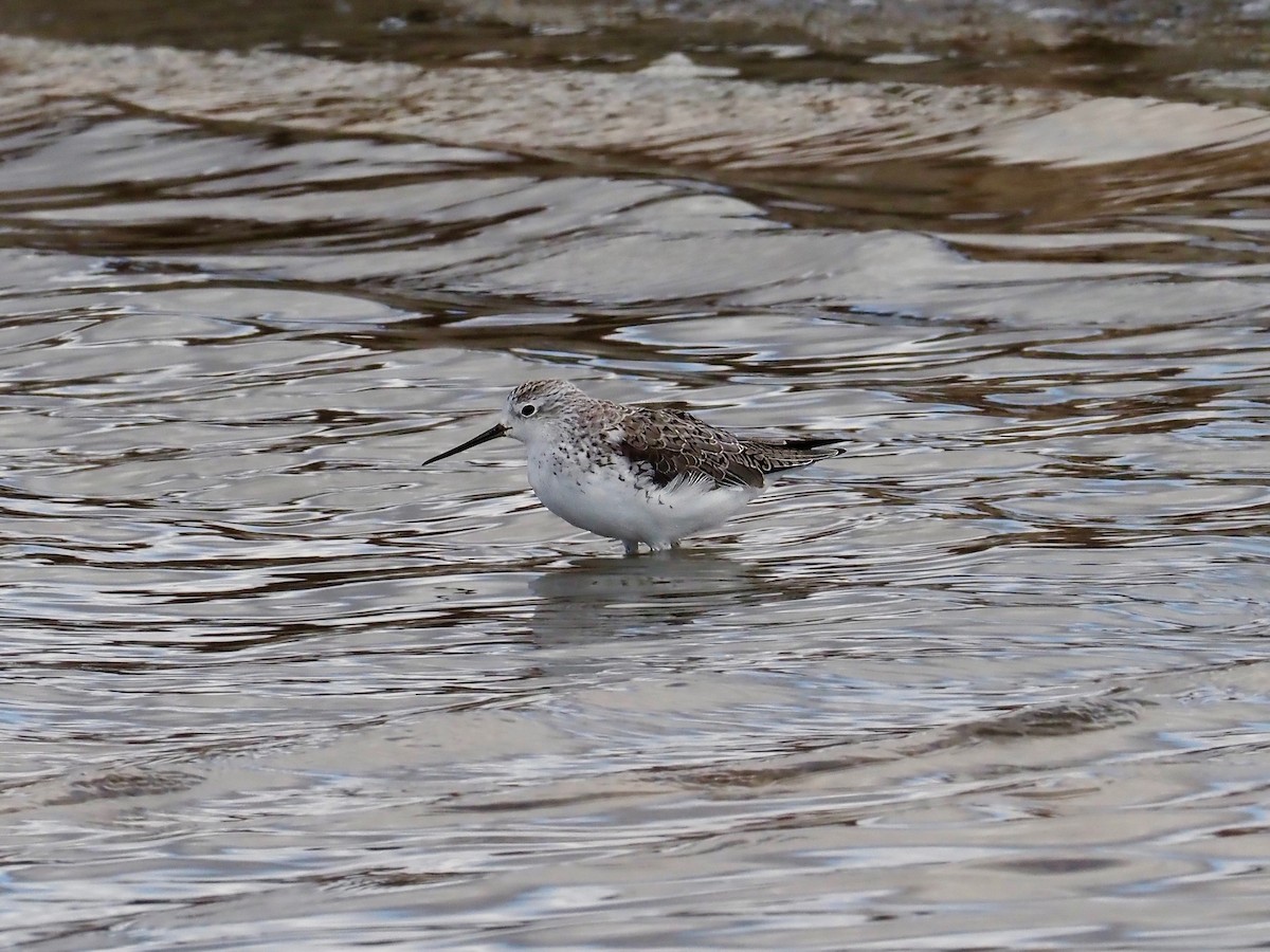 Marsh Sandpiper - David Boyle