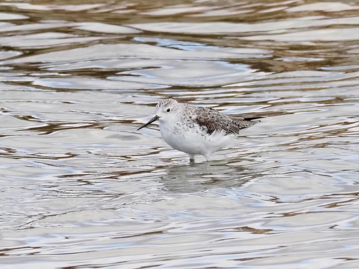 Marsh Sandpiper - David Boyle