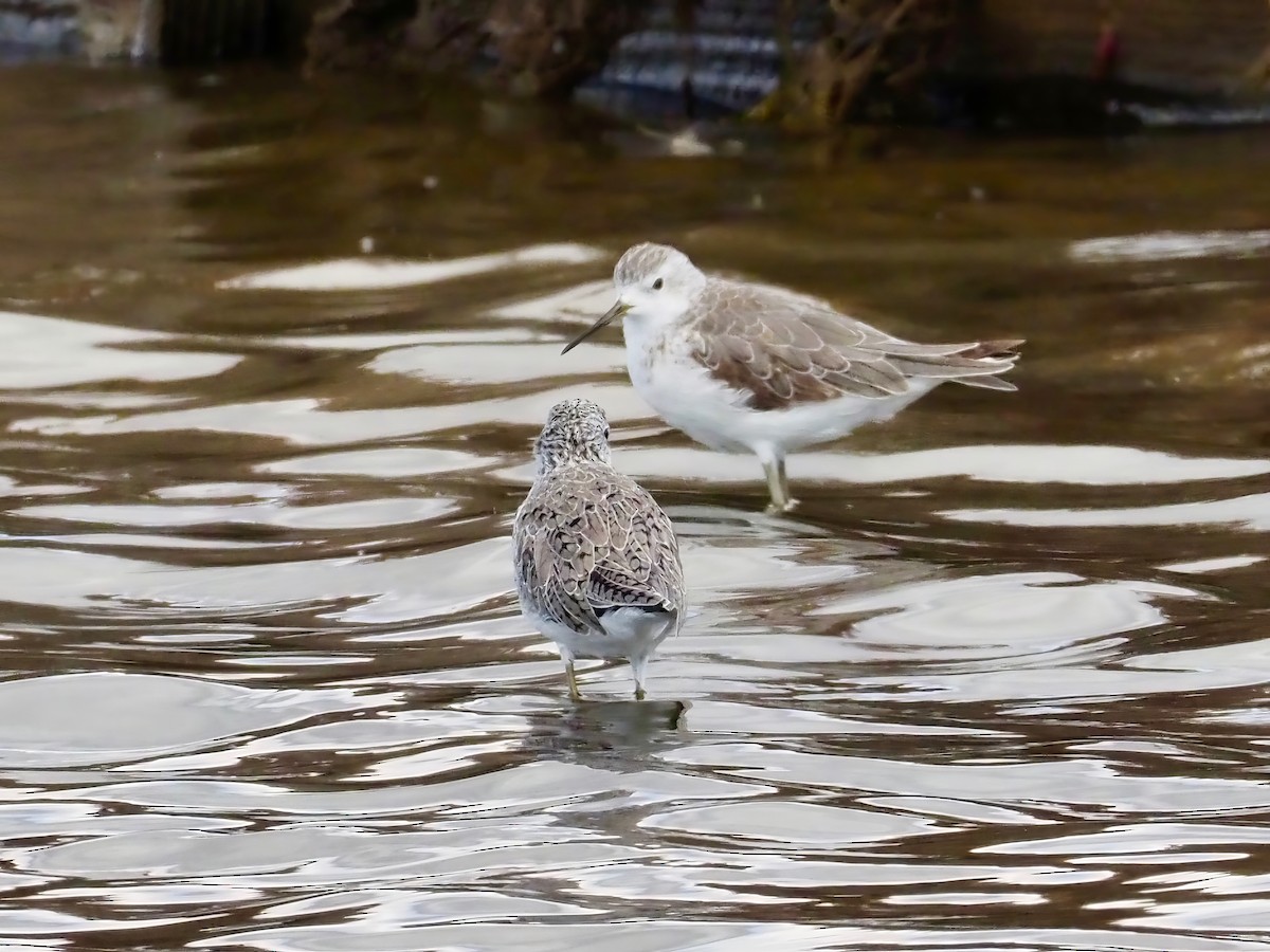 Marsh Sandpiper - David Boyle