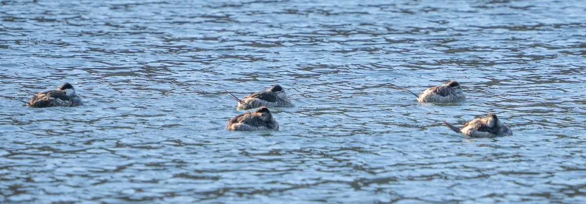 Ruddy Duck - ML614502240