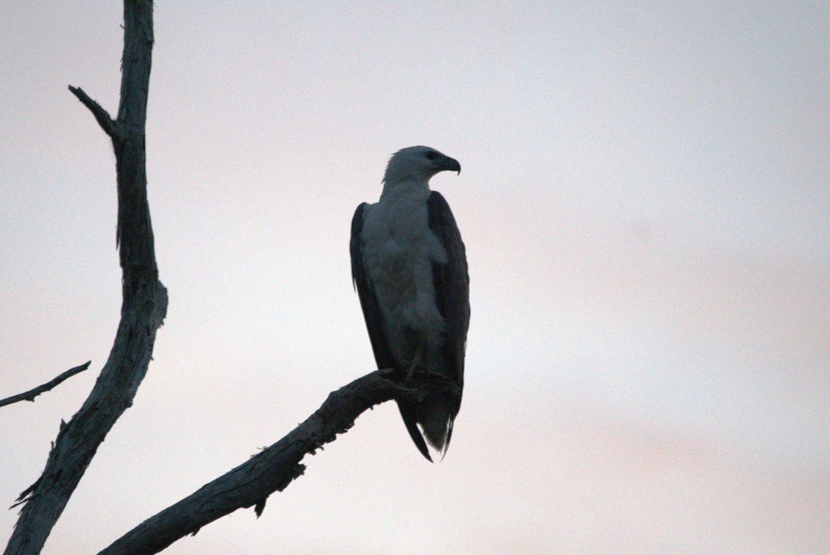 White-bellied Sea-Eagle - ML614502246