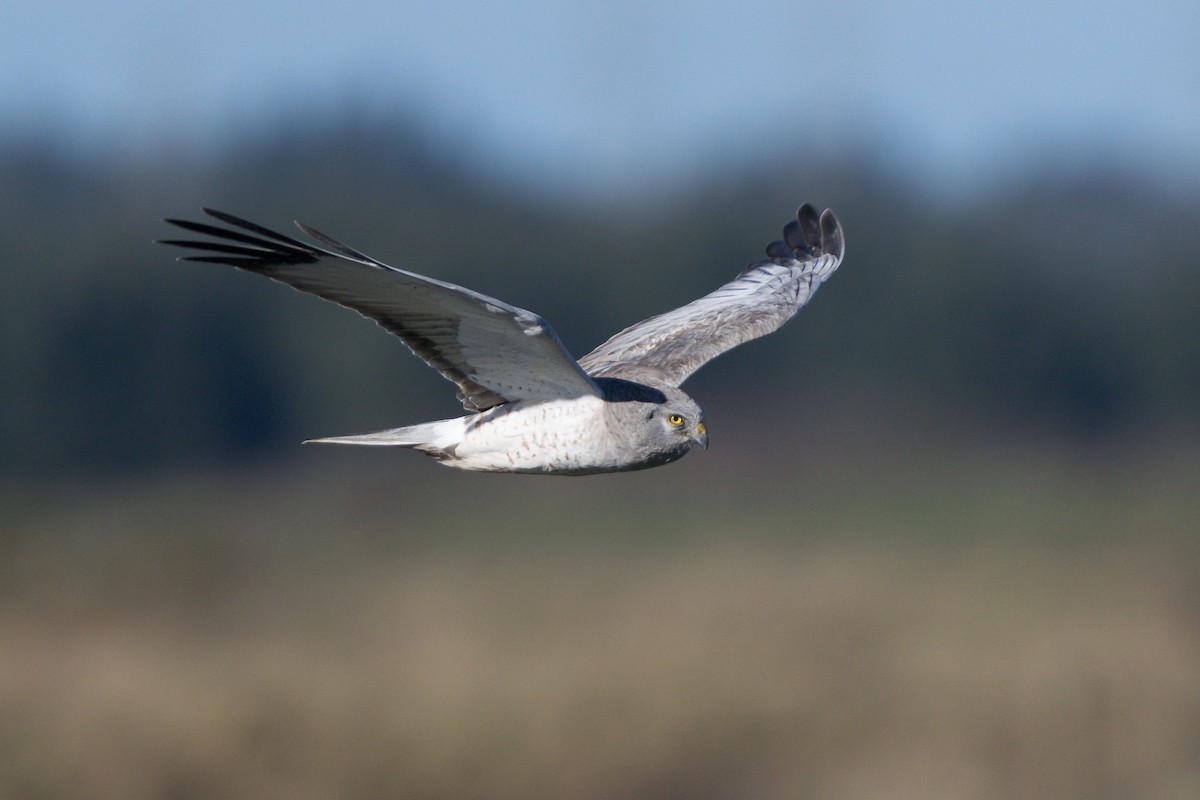 Northern Harrier - Daniil Suchkov