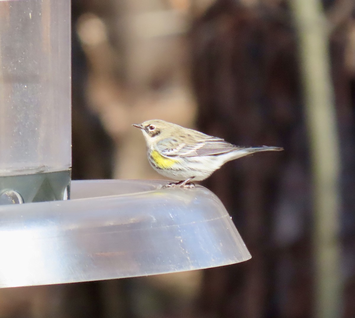 Yellow-rumped Warbler - ML614502276