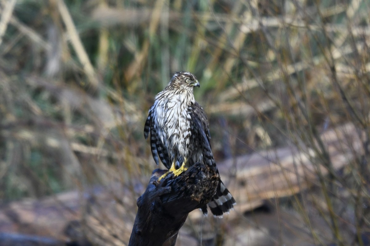 Cooper's Hawk - ML614502278