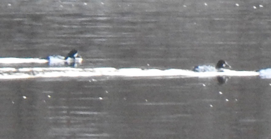 Barrow's Goldeneye - ML614502298