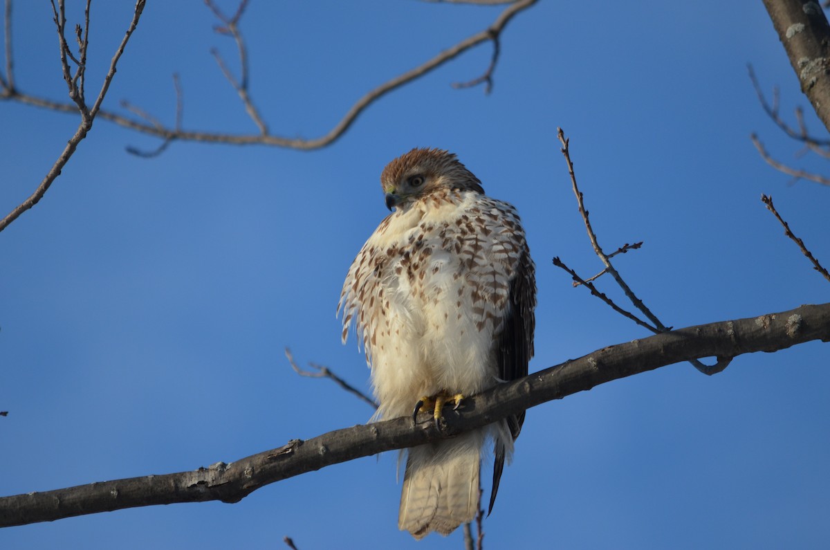 Red-tailed Hawk - ML614502303