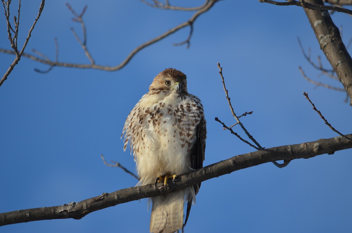 Red-tailed Hawk - ML614502347