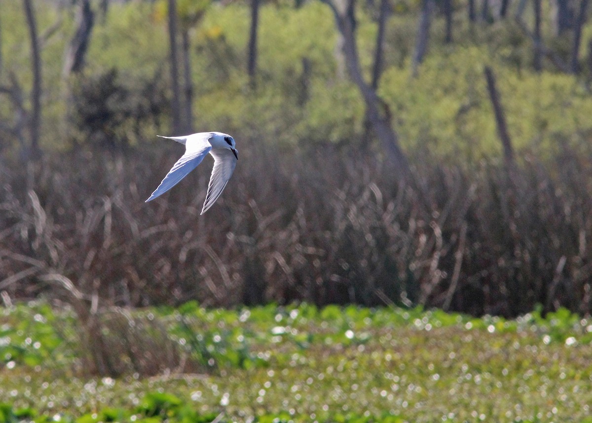 Forster's Tern - ML614502363