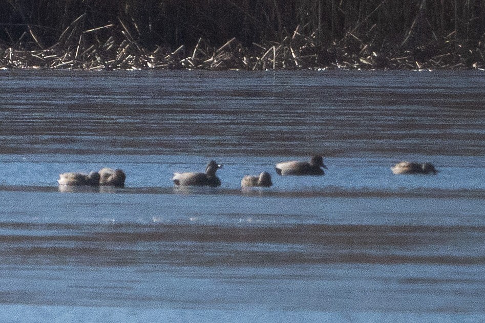 Gadwall - ML614502380