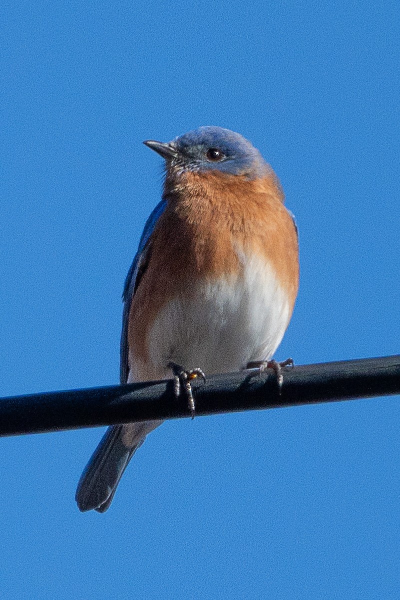 Eastern Bluebird - ML614502389