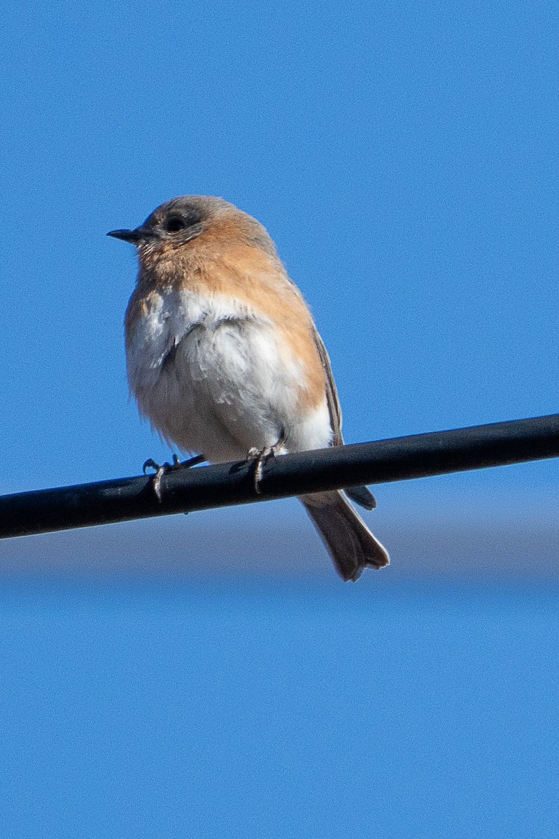 Eastern Bluebird - ML614502390