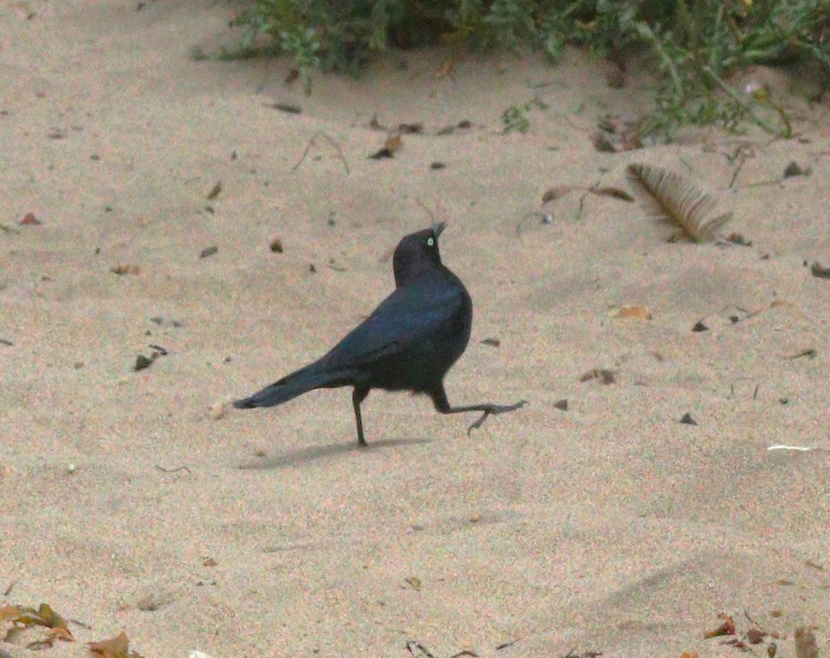 Brewer's Blackbird - ML614502417