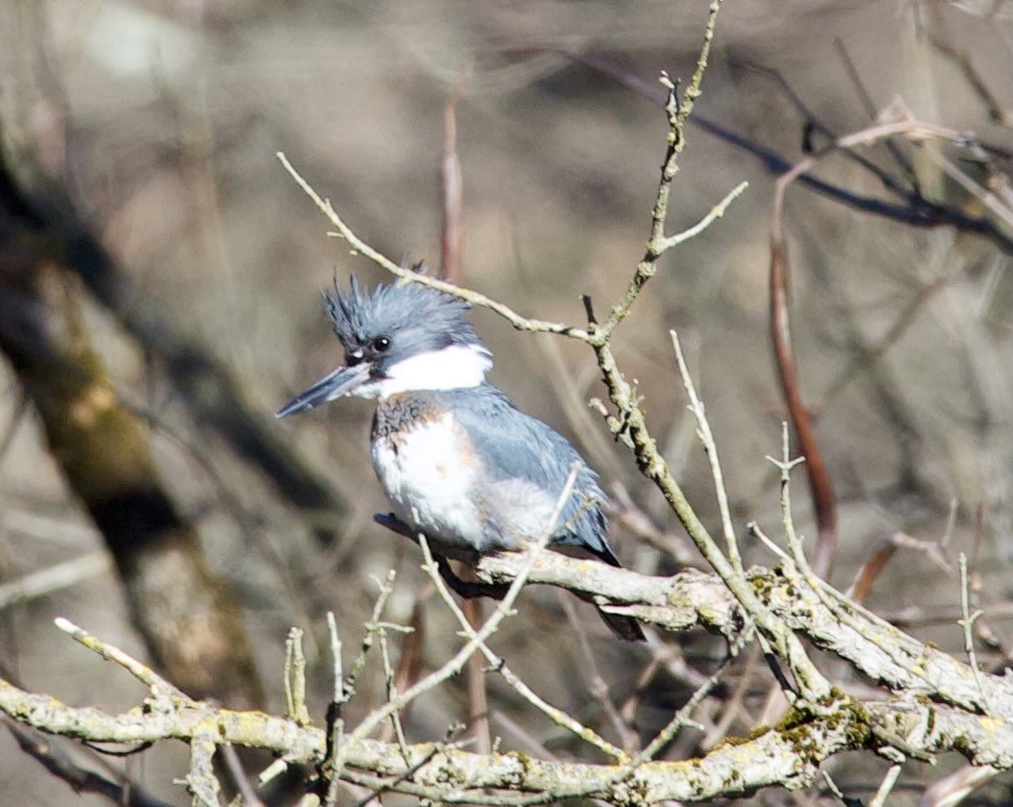 Belted Kingfisher - ML614502420