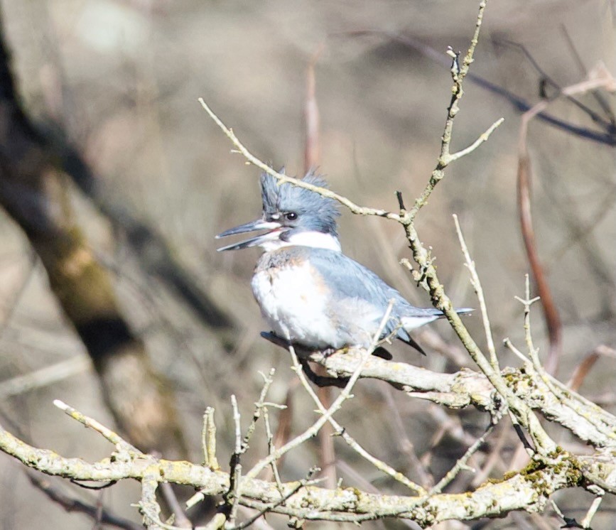 Belted Kingfisher - ML614502421