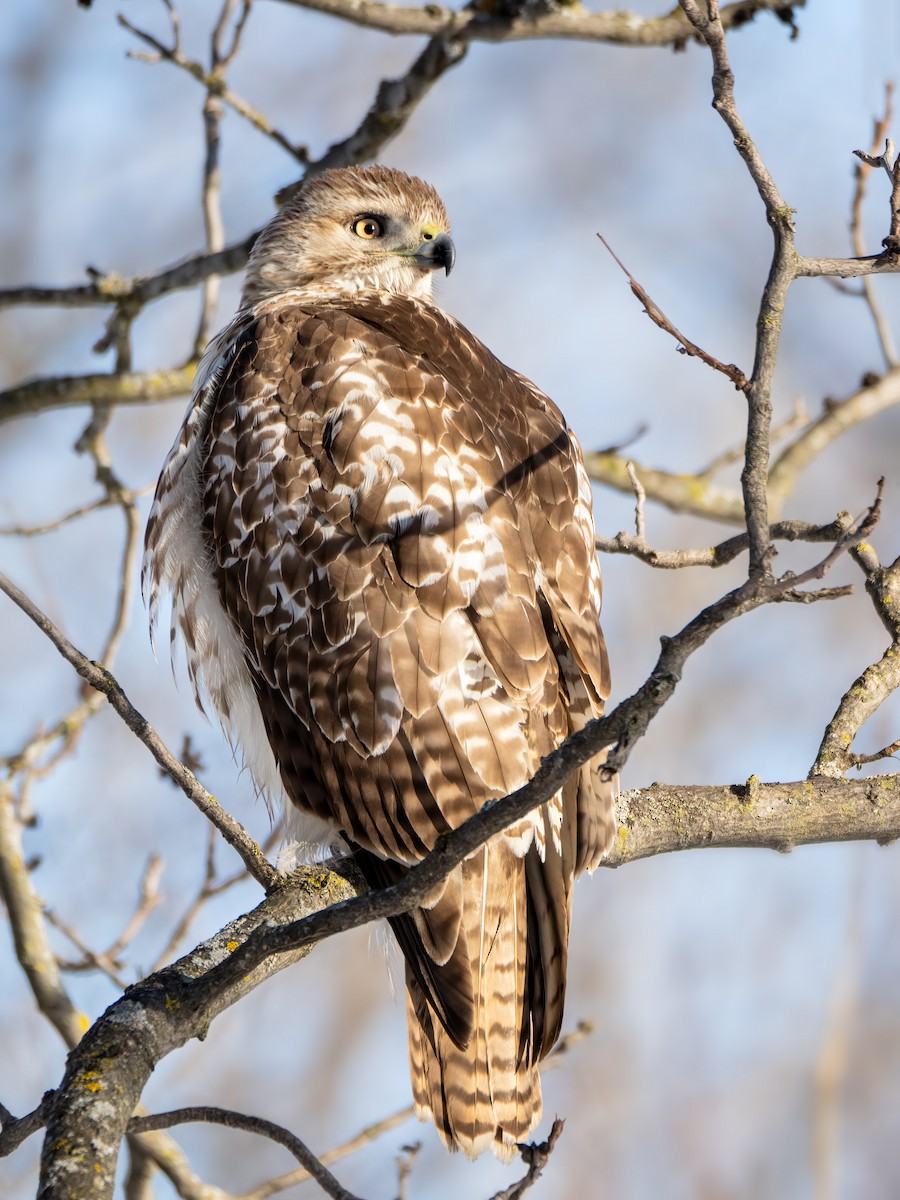 Red-tailed Hawk - ML614502459