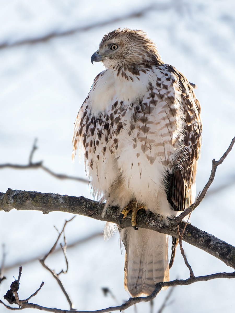 Red-tailed Hawk - ML614502460