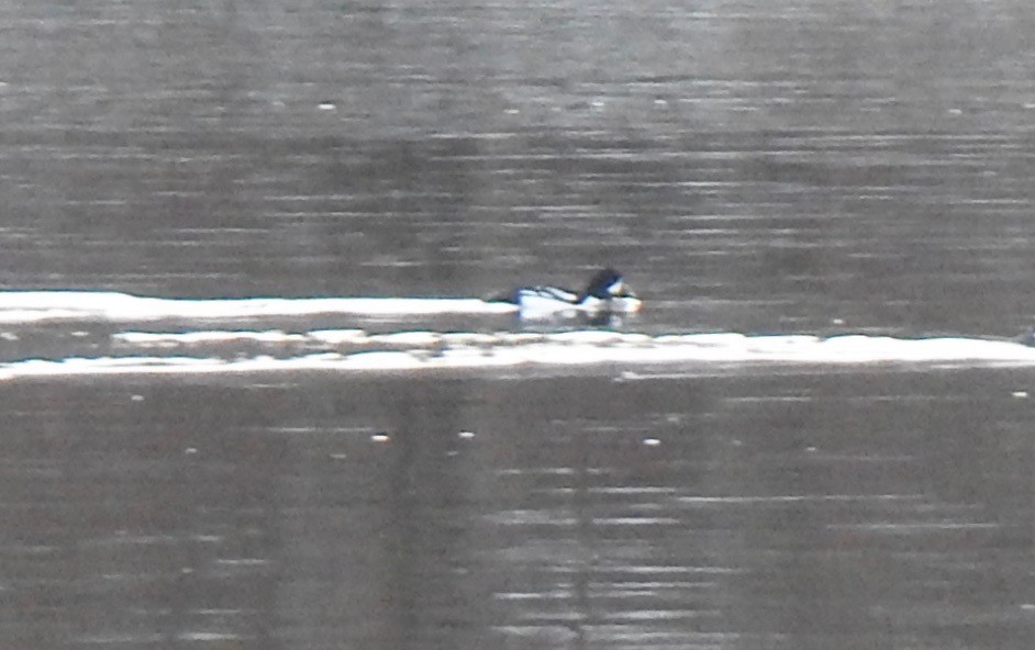 Barrow's Goldeneye - Don Clark