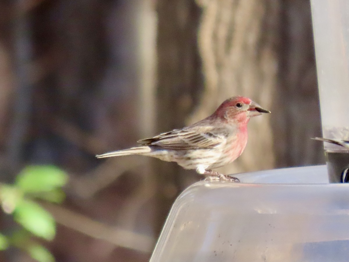 House Finch - ML614502488