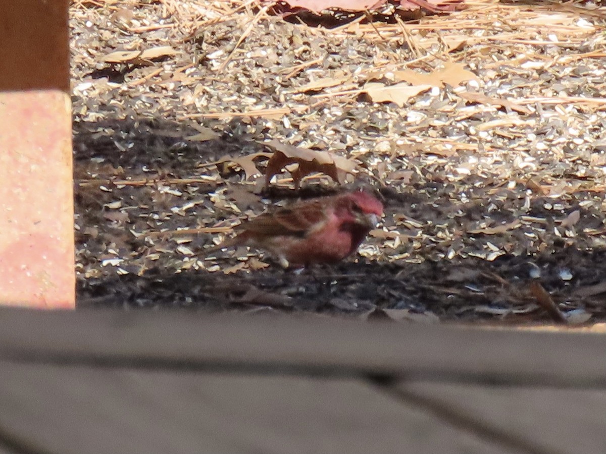 Purple Finch - ML614502503