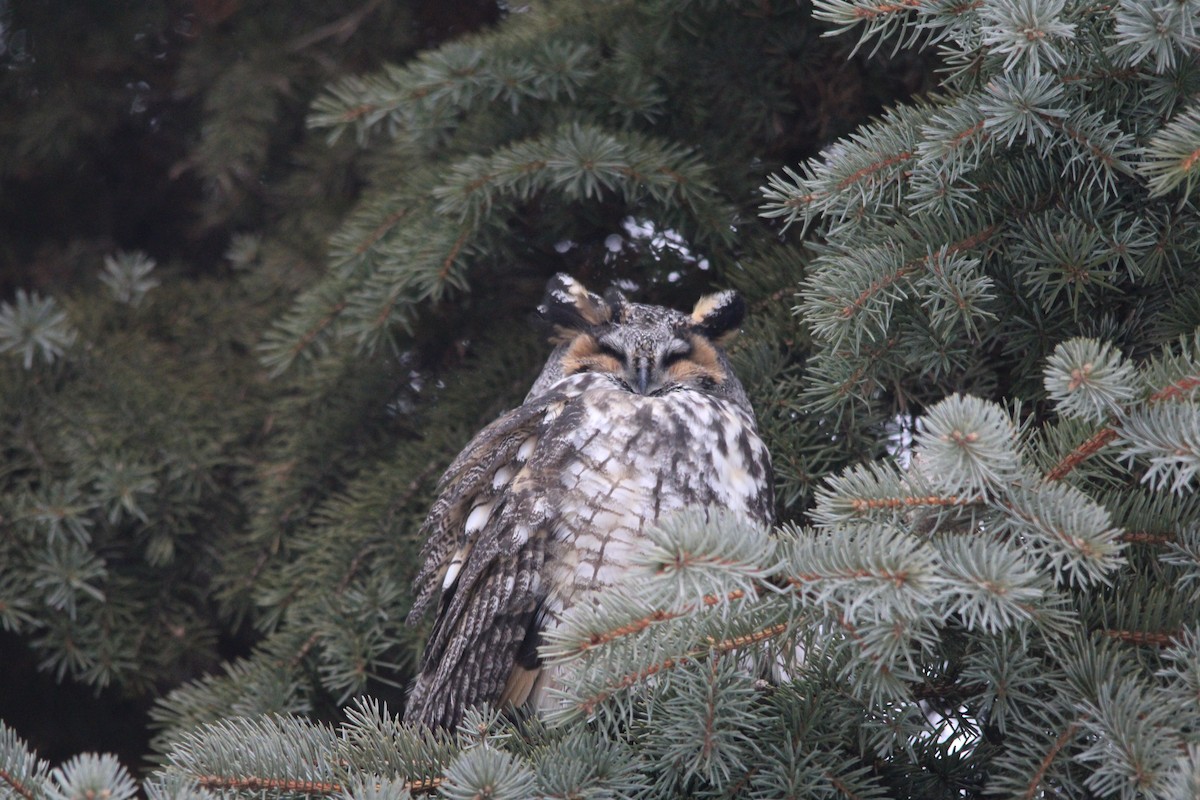 Long-eared Owl - ML614502557