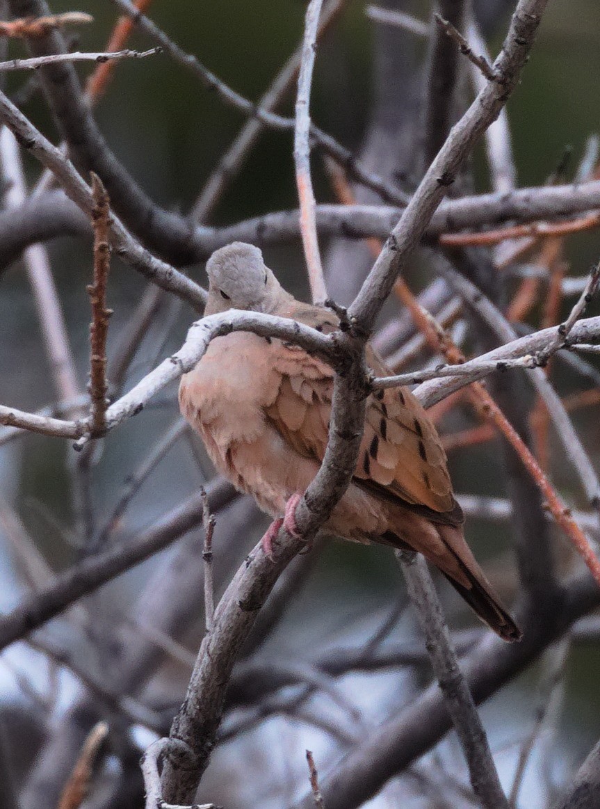 Ruddy Ground Dove - Edward Plumer