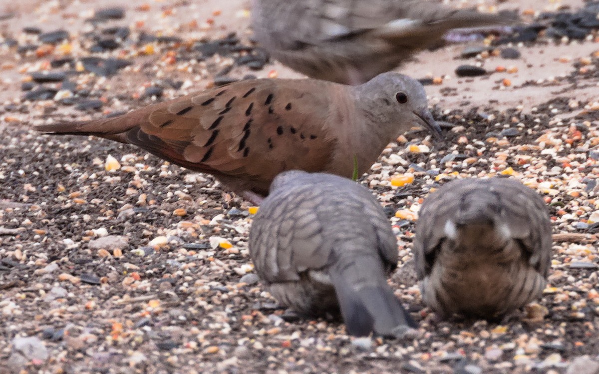 Ruddy Ground Dove - Edward Plumer