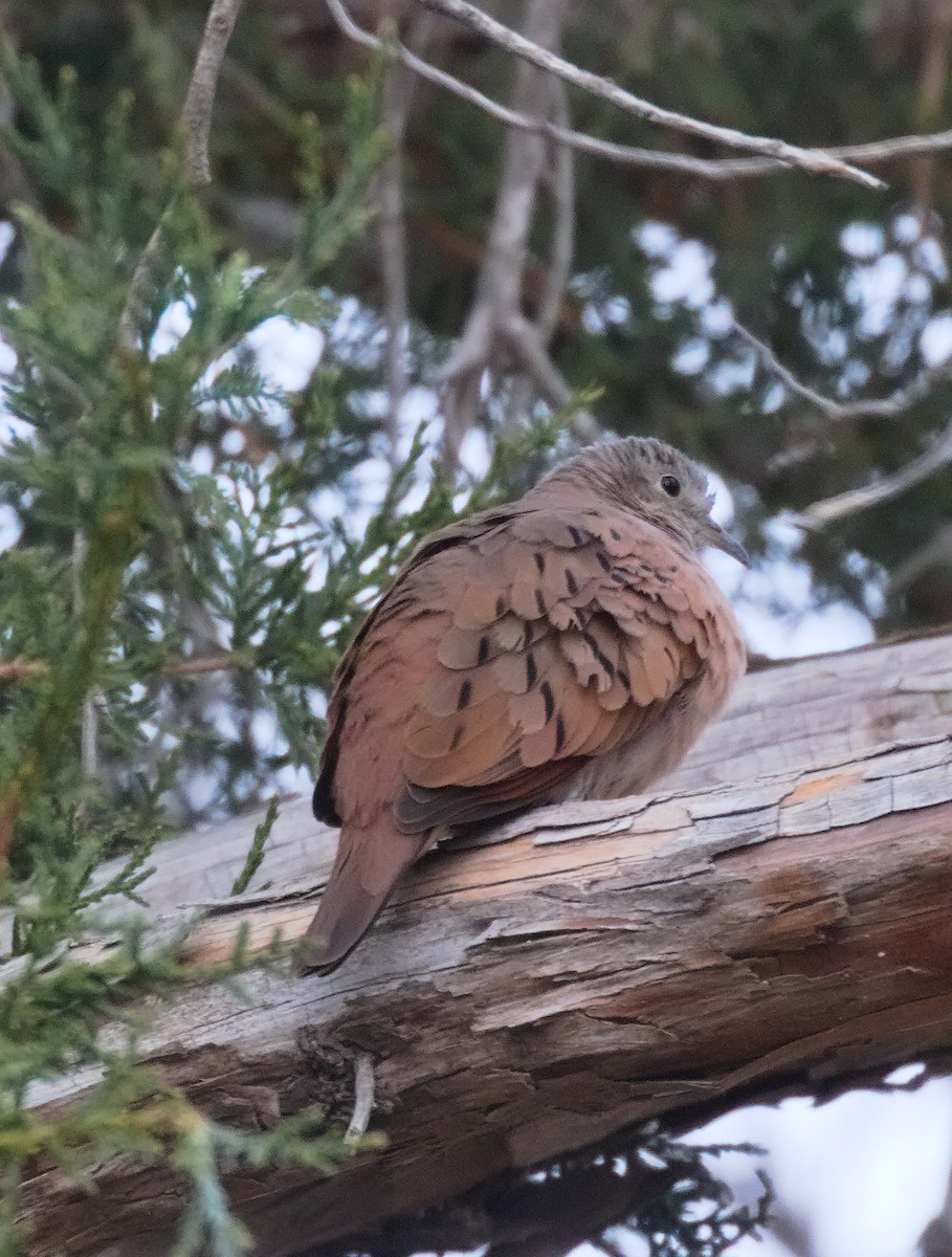 Ruddy Ground Dove - ML614502583