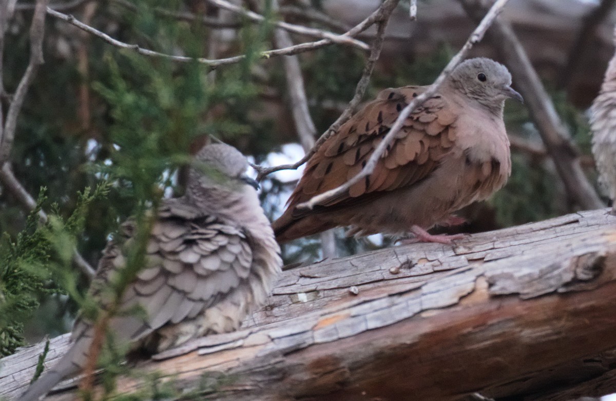 Ruddy Ground Dove - ML614502584