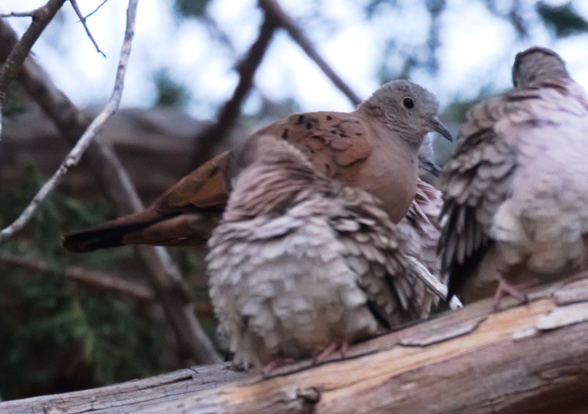 Ruddy Ground Dove - Edward Plumer