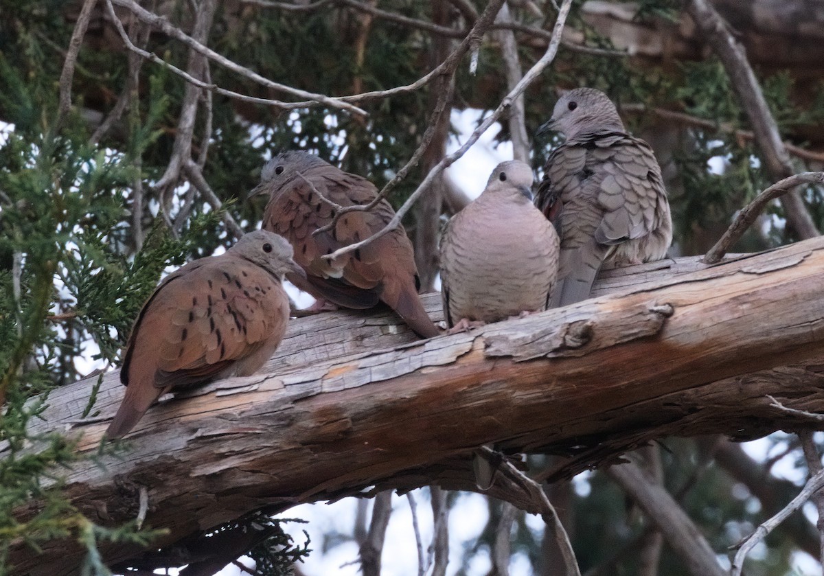 Ruddy Ground Dove - Edward Plumer