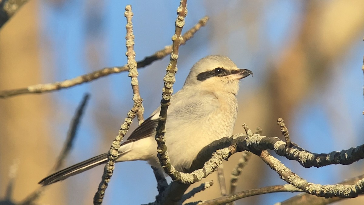 Northern Shrike - Joel Strong