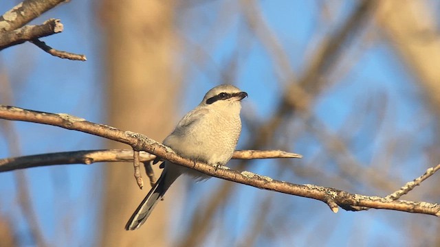 Pie-grièche boréale - ML614502623